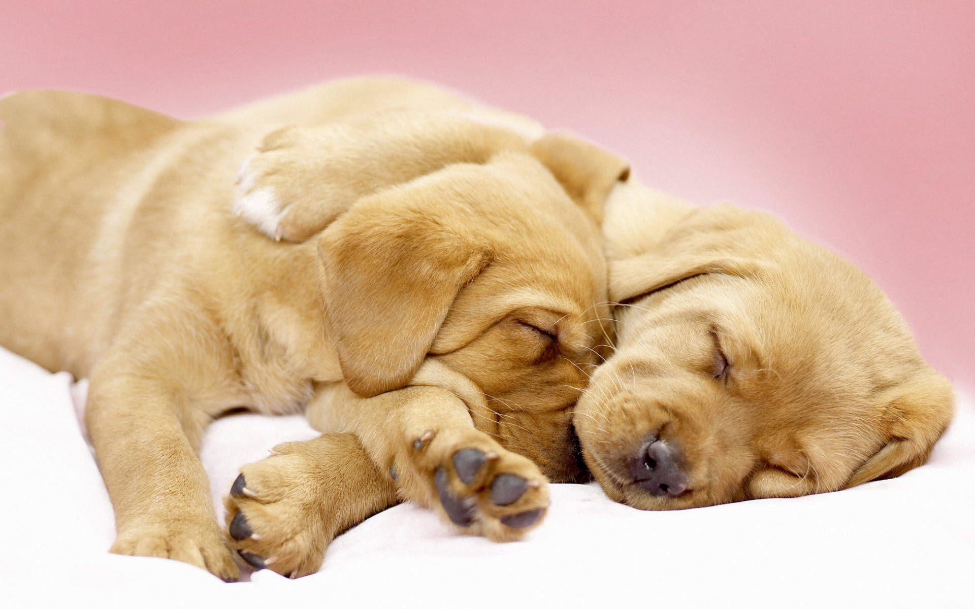 Canine Cuddles738855083 - Canine Cuddles - Cuddles, Canine